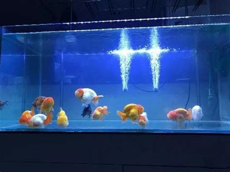 養魚的吉祥數字|養魚風水指南：位置高度與飼養條數大公開 